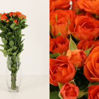 Rosa Ramificada Babe Naranja 60cm (x10)