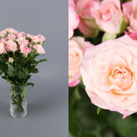 Rosa Ramificada Speak Blossoms Blanco/Rosa 50cm (x10)