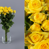 Rosa Ramificada Tarantella Amarillo 40cm (x10)