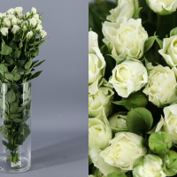 Rosa Ramificada Viviane Blanco 40cm (x10)