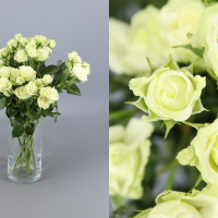 Rosa Ramificada Green Glow Verde Claro 40cm (x10)