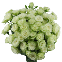 Rosa Ramificada Green Glow Verde Claro 40cm (x10)