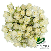 Rosa Ramificada Snowflake Blanco 50cm (x10)