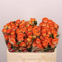 Rosa Ramificada Ariya Naranja 50cm (x10)