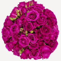 Rosa Ramificada Hot Majolika Fucsia 60cm (x10)