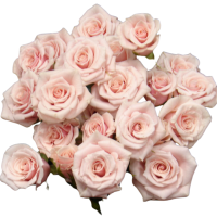 Rosa Ramificada Pink Majolika Rosa Claro 50cm (x10)