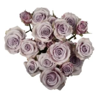 Rosa Ramificada Silver Mikado Lavanda 50cm (x10)