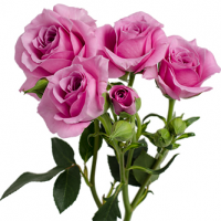 Rosa Ramificada Blue Moon Lavanda 50cm (x10)