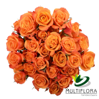 Rosa Ramificada Mambo Naranja 40cm (x10)