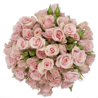 Rosa Ramificada Elba Rosa 50cm (x10)