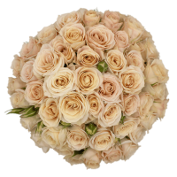 Rosa Ramificada Bali Melocotón 40cm (x10)