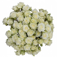 Rosa Ramificada Floreana Blanco 60cm (x10)