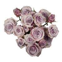 Rosa Ramificada Silver Mikado Lavanda 50cm (x10)