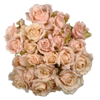 Rosa Ramificada Sahara Sensation Melocotón 50cm (x8)