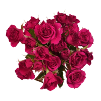 Rosa Ramificada Gem Star Fucsia 60cm (x10)