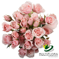 Rosa Ramificada Pink Majolika Rosa Claro 50cm (x10)