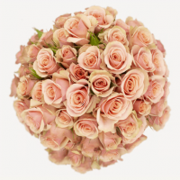 Rosa Ramificada Ilse Melocotón 50cm (x10)