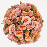 Rosa Ramificada Baby Rosever Rosa/Naranja 50cm (x10)