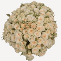 Rosa Ramificada Creta Crema 50cm (x10)