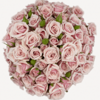 Rosa Ramificada Pink Majolika Rosa Claro 60cm (x10)