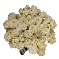 Rosa Ramificada Sweet Dreams Blanco 50cm (x10)