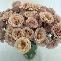 Rosa Ramificada Loli Jardín Crema/Rosa 40cm (x6)