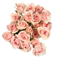 Rosa Ramificada Star Blush Rosa Claro 50cm (x10)