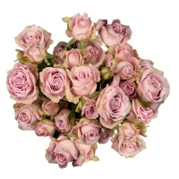 Rosa Ramificada Portrait Lavanda 60cm (x10)