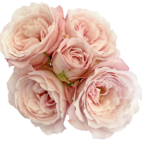 Rosa Ramificada Princess Fairy Kiss Jardín Rosa Claro 40cm (x6)