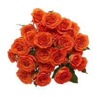 Rosa Ramificada Orange Babe Naranja 60cm (x10)