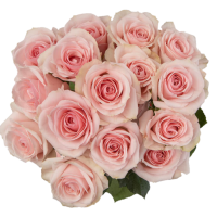 Rosa Ramificada Star Blush Rosa Claro 60cm (x10)