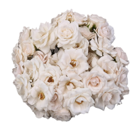 Rosa Ramificada White Majolika Blanco 60cm (x10)