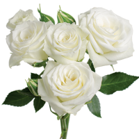 Rosa Ramificada Viviane Blanco 40cm (x10)