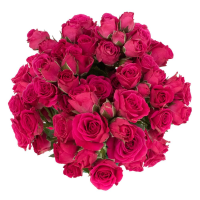 Rosa Ramificada Lovely Lydia Fucsia 40cm (x10)