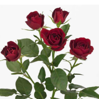 Rosa Ramificada Rubicon Rojo 60cm (x10)