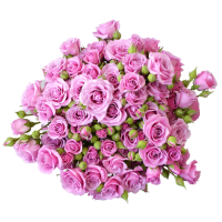 Rosa Ramificada Blue Moon Lavanda 40cm (x10)