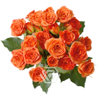 Rosa Ramificada Sahona Naranja 50cm (x10)