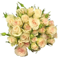 Rosa Ramificada Porcelina Crema 40cm (x10)