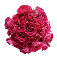 Rosa Ramificada Supernova Fucsia 60cm (x10)