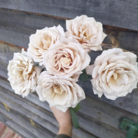 Rosa Ramificada Hana Jardín Crema 40cm (x6)