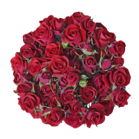 Rosa Ramificada Scarlett Mimi Rojo 60cm (x10)