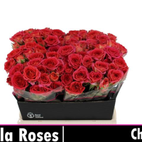 Rosa Ramificada Chimo Fucsia 40cm (x10)