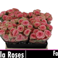 Rosa Ramificada Fancy Rosa 40cm (x10)