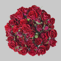 Rosa Ramificada Scarlett Mimi Rojo 50cm (x10)