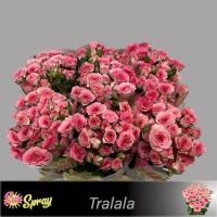 Rosa Ramificada Tralala Rosa 40cm (x10)