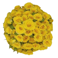 Rosa Ramificada Yellow Babe Amarillo 60cm (x10)