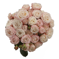 Rosa Ramificada Bombastic Jardín Rosa Claro 50cm (x10)