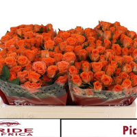 Rosa Ramificada Picanto Naranja 40cm (x10)