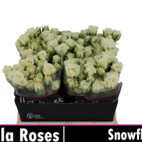 Rosa Ramificada Snowflake Blanco 40cm (x10)