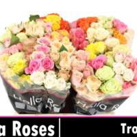 Rosa Ramificada Rainbow Mixto 40cm (x10)